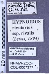 Etiketten zu Hypnoidus rivularius (Lewis, 1894) (NHMW-ZOO-COL-0007377)